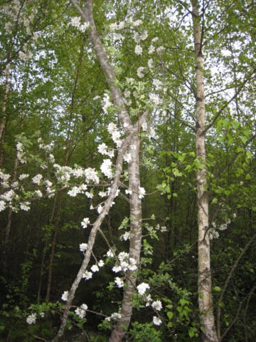 blommandetrdvidskogsvgenintillbjrnkrret.jpg