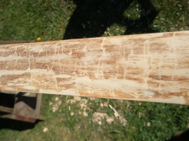 larvgngarsynssomngonvedskalbaggesomtexgngbaggencerylonferrugineumhargjortibarkenmnsterifrdigbge.jpg